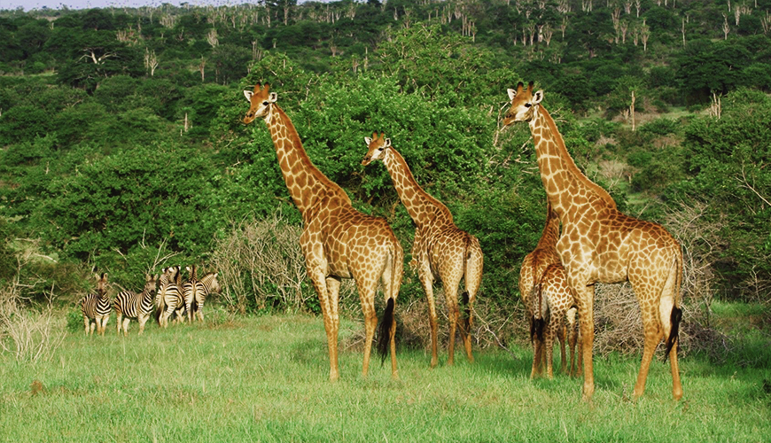 Ecoturismo: Conhecendo a Fauna e Flora do Parque Nacional da Kissama
